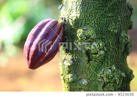 cacao, chocolate liquor, cacao tree 9523030