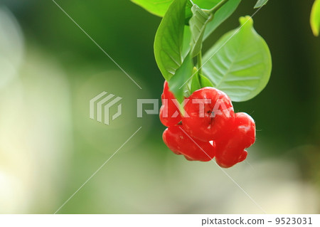 mizurenbu, mizufutomomo, myrtle family 9523031