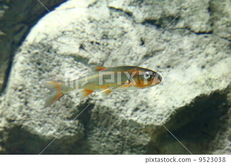 食用魚 雜食動物 動物 9523038