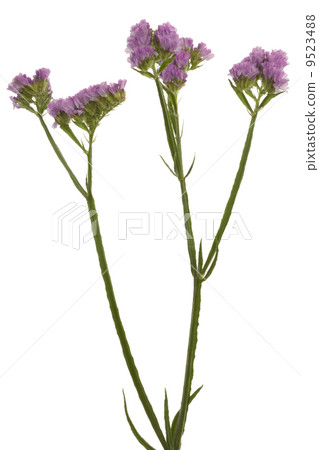 Beautiful purple flower Beautiful purple flower 9523488