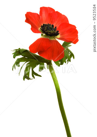 red flower red flower 9523584