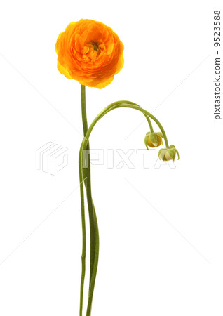 Beautiful yellow flower Beautiful yellow flower 9523588