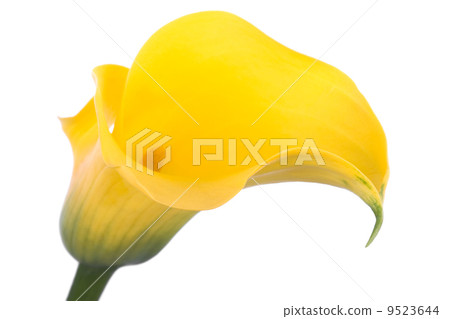Beautiful yellow flower Beautiful yellow flower 9523644