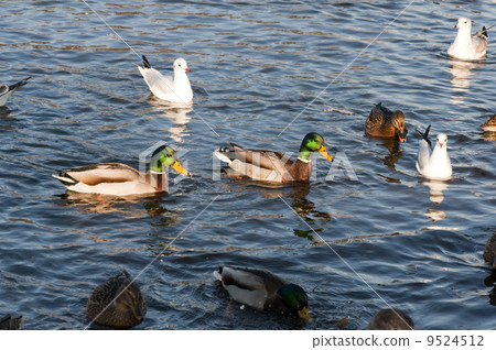 duck duck 9524512