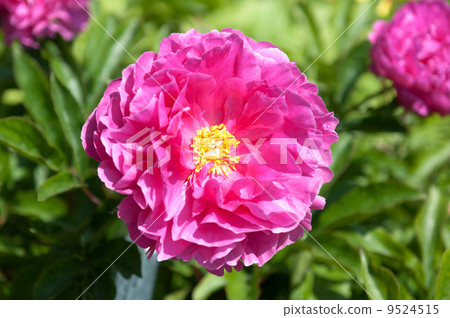 peony flower peony flower 9524515