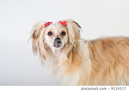 dog 9524517