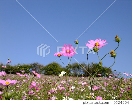 Cosmos Cosmos 9524904
