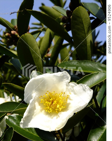 Taiwan Camellia Taiwan Camellia 9524906