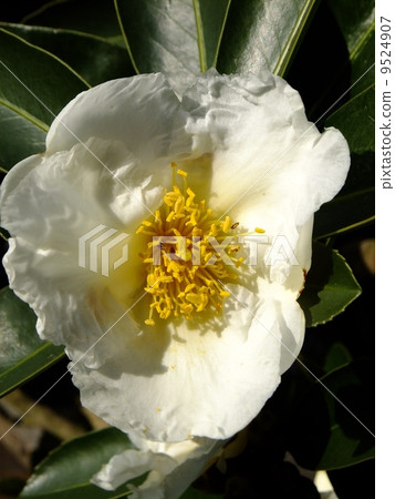 Taiwan Camellia Taiwan Camellia 9524907