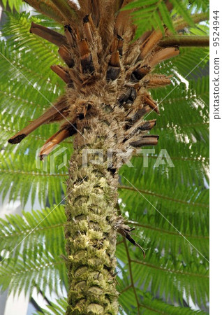 日本最大的蕨類植物·Lizardheado 9524944