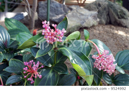 Medinira · Spikiosa 9524992