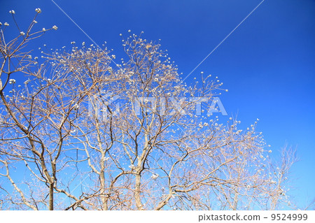 冬天Nankinhase 9524999