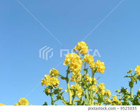 The yellow flowers shining in the blue sky are Kanzakihanana The yellow flowers shining in the blue sky are Kanzakihanana 9525035