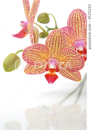 Orchid flower 9525252