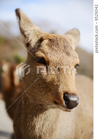 Animal welfare image 9529342