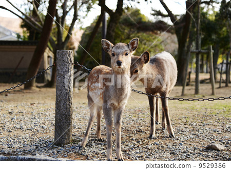 Deer parent and child 9529386