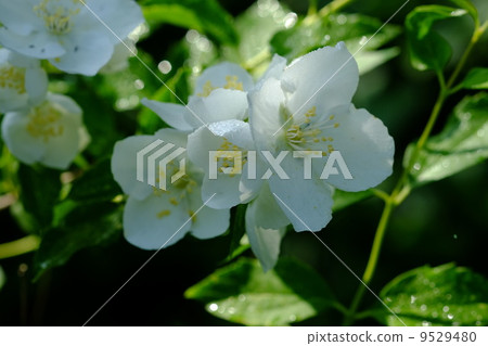 Philadelphus 9529480