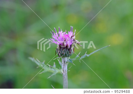 Thistle Thistle 9529488