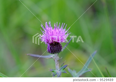 Thistle 9529489