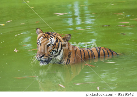 tiger swimming in the wild 9529542