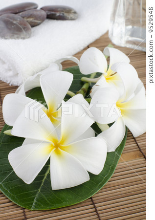 frangipani 9529548