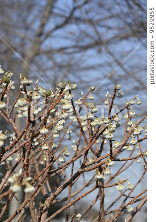 Mitsumata的芽（1月） 9529955