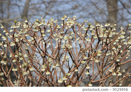 Mitsumata的芽(1月) Mitsumata的芽(1月) 9529956