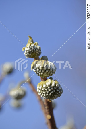 Bud of Mitsumata (January) 9529957