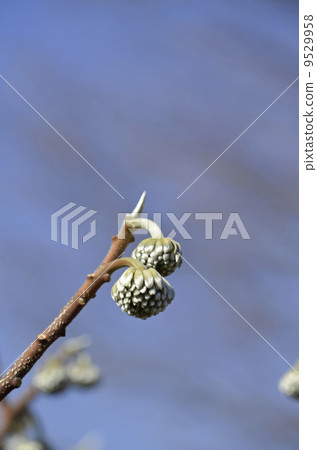 Bud of Mitsumata (January) 9529958