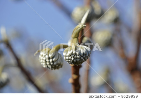 Bud of Mitsumata (January) 9529959