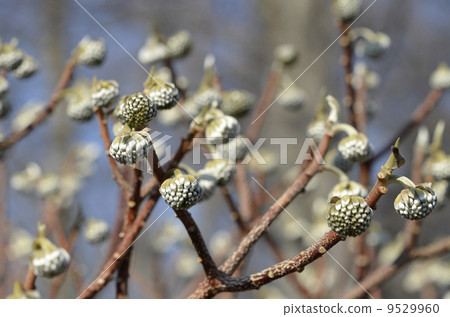 Bud of Mitsumata (January) 9529960