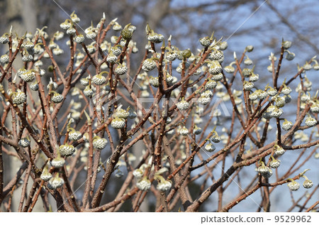 Mitsumata的芽(1月) Mitsumata的芽(1月) 9529962