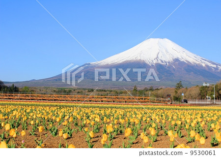 Fuji and tulip fields in full bloom Fuji and tulip fields in full bloom 9530061