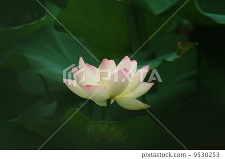 Lotus flowers and leaves Lotus flowers and leaves 9530253