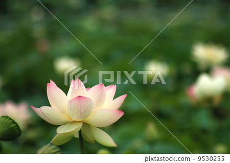 Lotus flowers and leaves Lotus flowers and leaves 9530255