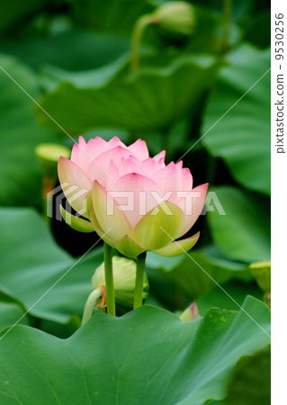 Lotus flowers and leaves Lotus flowers and leaves 9530256