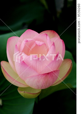 Lotus flower  9530260