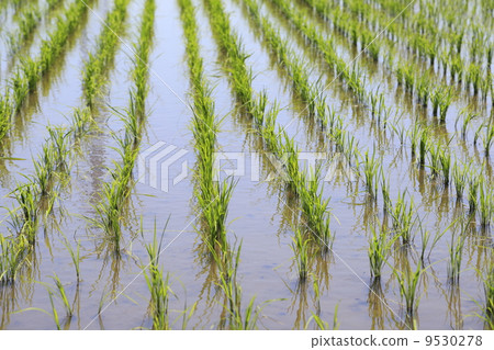 Early summer paddy fields 9530278