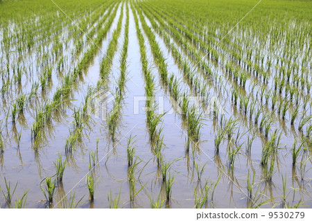 Early summer paddy fields 9530279