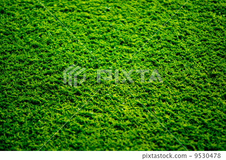 Moss 9530478