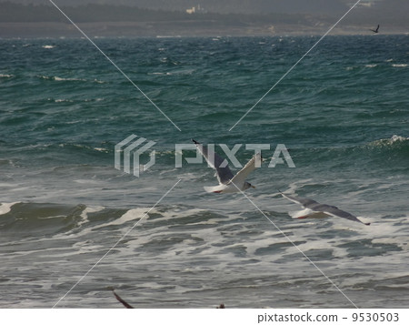Seagull of the Genkai Sea 1 Seagull of the Genkai Sea 1 9530503