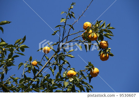 柚子 9530607