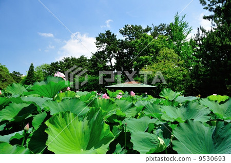 白山公園荷花池夏天 9530693
