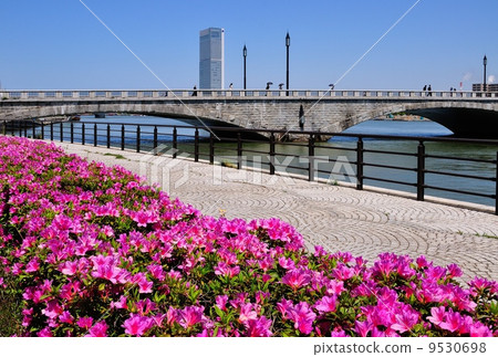 Azalea blooms Tanjyu bridge 9530698
