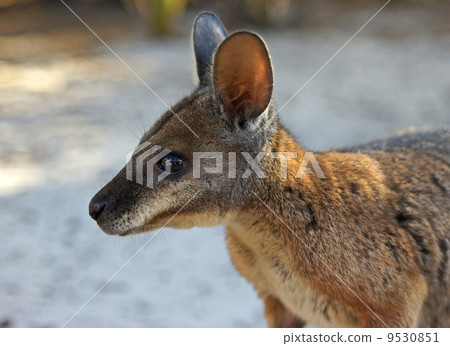 Tammar Wallaby, Australia Tammar Wallaby, Australia 9530851