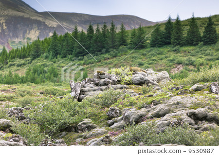Blooming moss and small nordic trees growing on lava and stone f 9530987