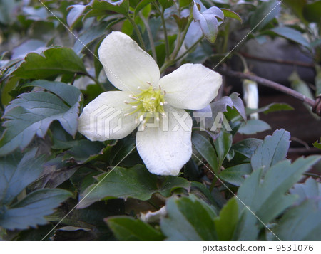 Clematis white flowers that bloom in winter are clematis sylluhosa 9531076