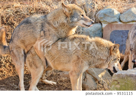 Tyric wolves 9531115