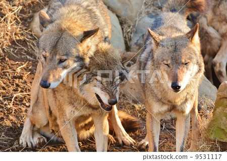 Tyric wolves 9531117