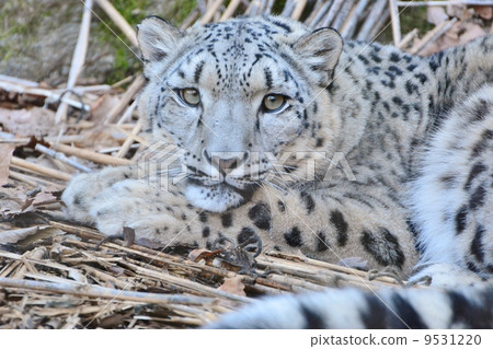 Snow leopard Snow leopard 9531220
